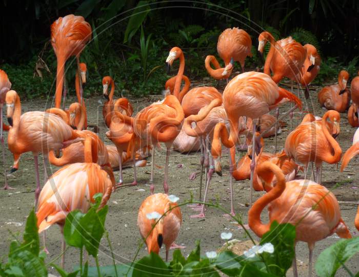 Jurong Bird Park, Singapore