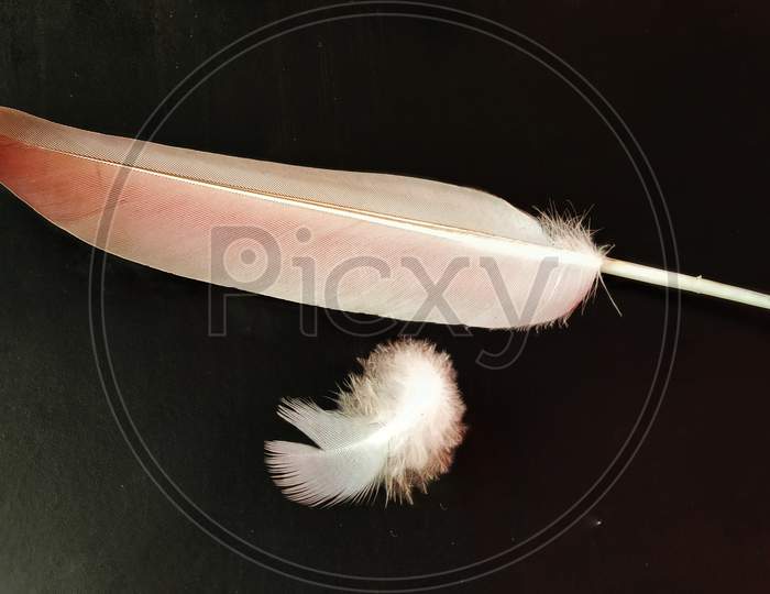 Photo Of Two Feather Of A Pigeon With A Black Background
