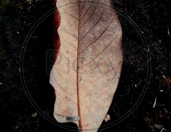 Withered leaf