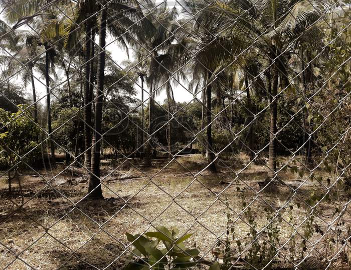 Coconut tree farm