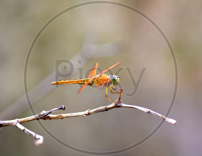 Dragonfly Macro Photography
