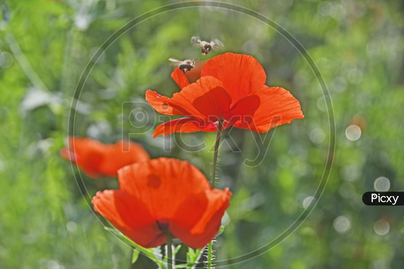 Bees Flying On Red Corn Poppy In The Spring Season.