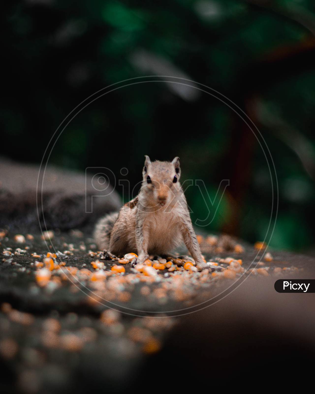 Squirrel got disturbed by the photographer