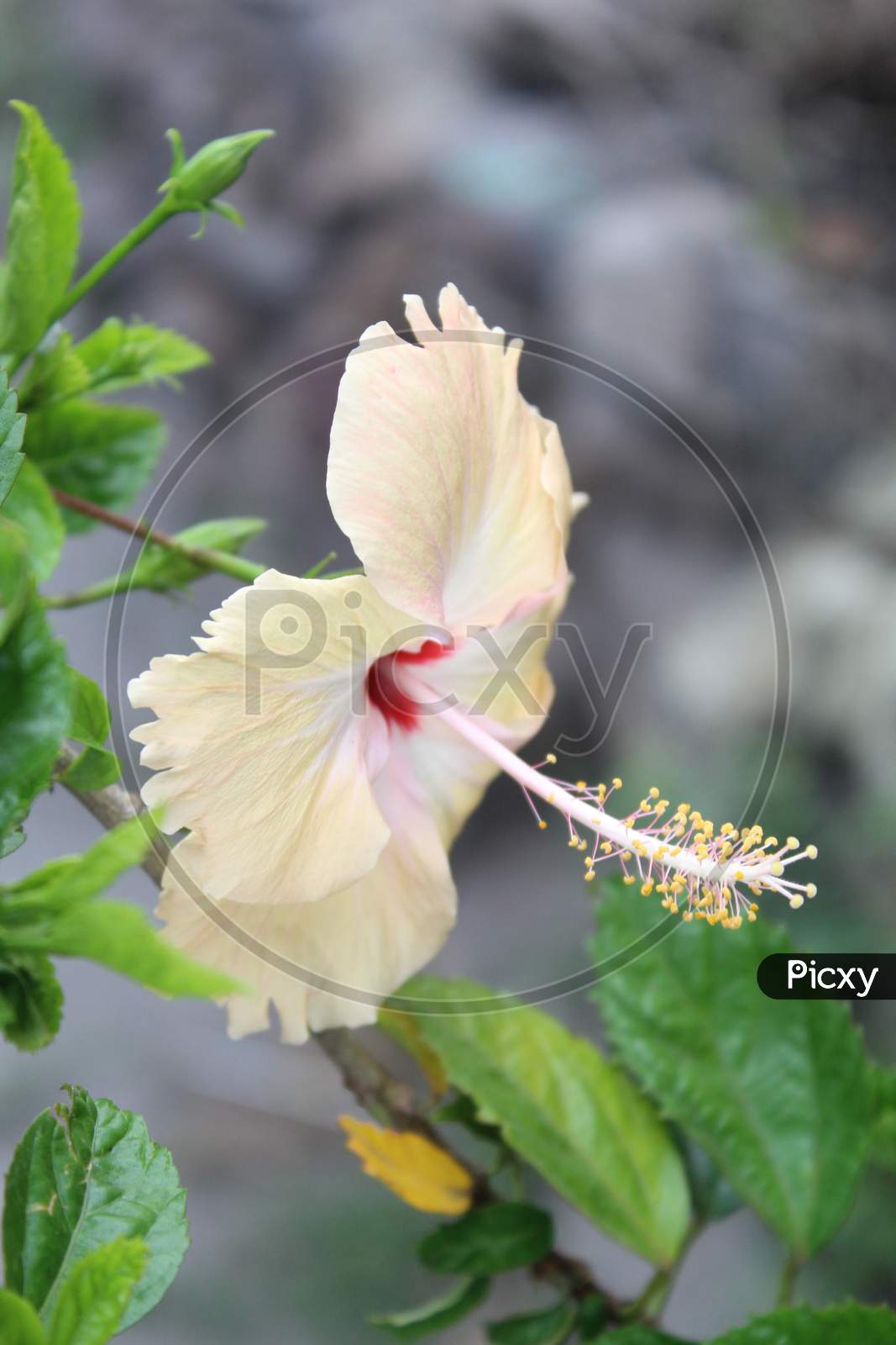China-rose hibicus Flower