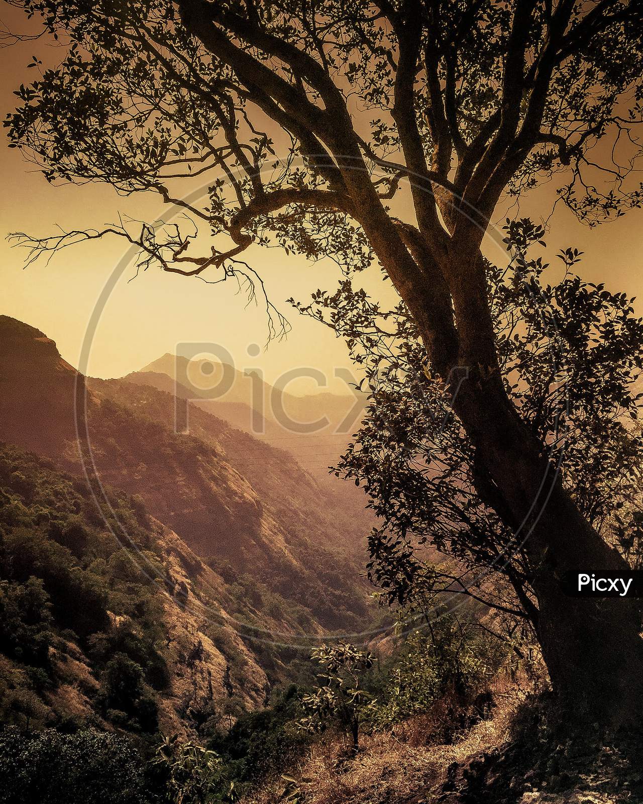 Tree covering the mountain