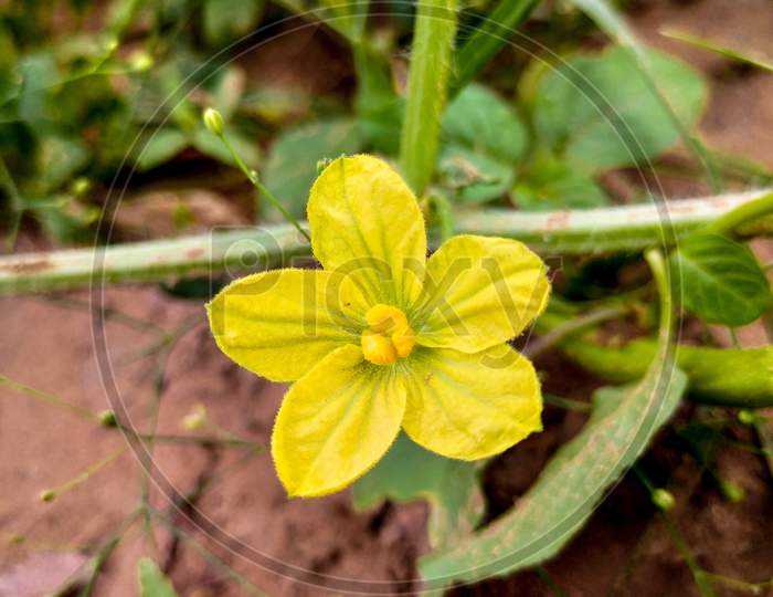 Yellow coloured flower