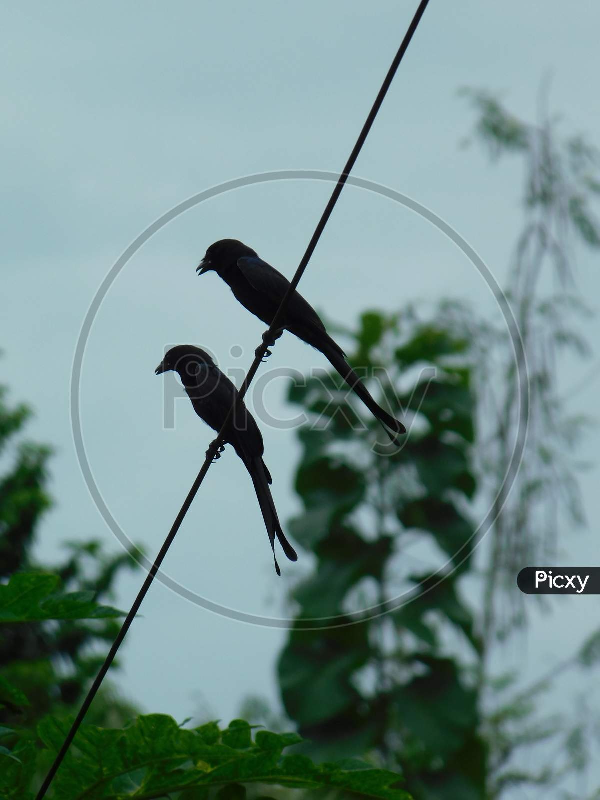 Couple of Black drongo sitting on the wire.