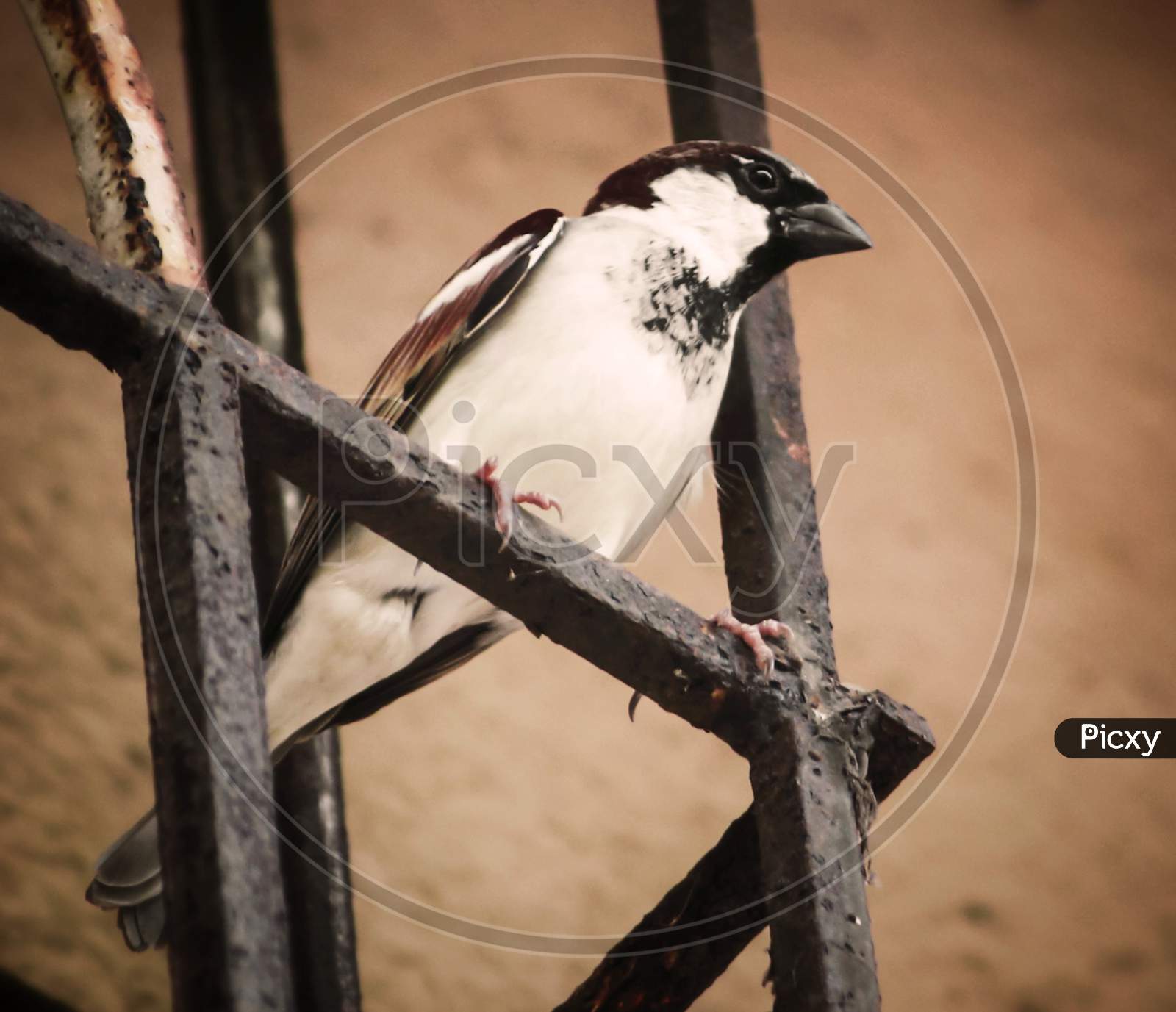Sparrow bird photo