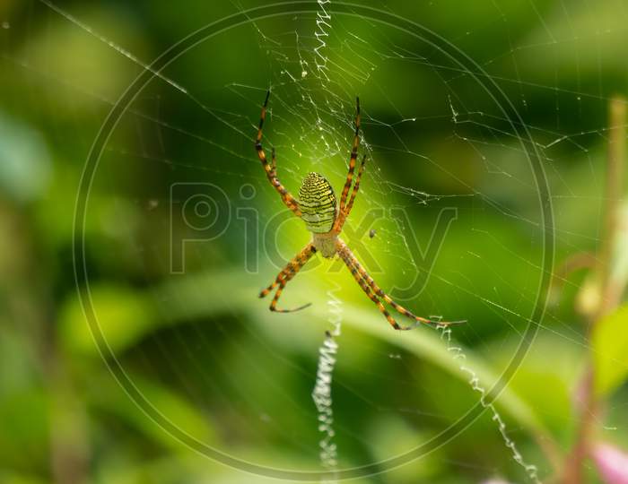 Wasp Spider On The Web