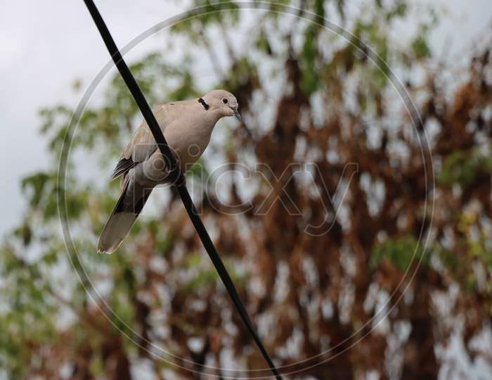 dove bird sitting on a wire