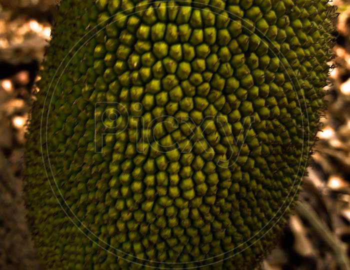 Jackfruit close up / texture