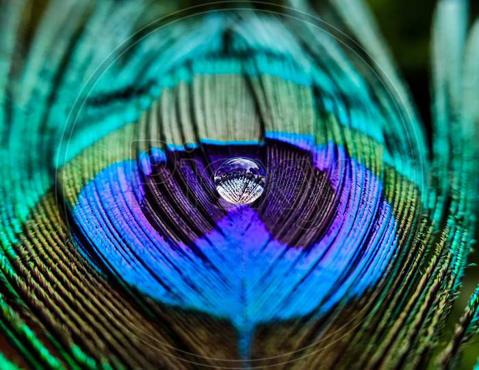 beautiful water drop on peacock feather.