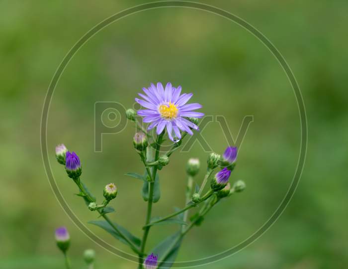Purple Aster Flowers