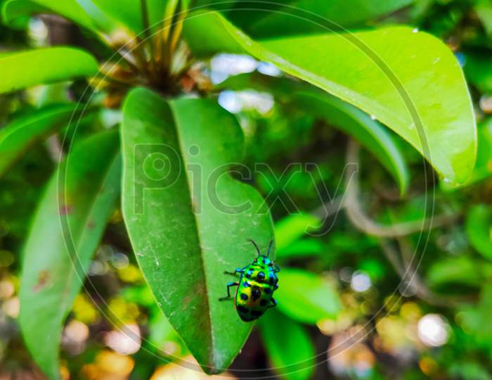 Bettle insect
