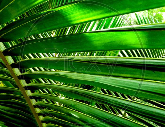Coconut tree leaves close up