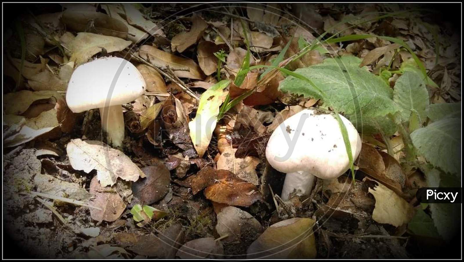 Mushroom, wild mushroom