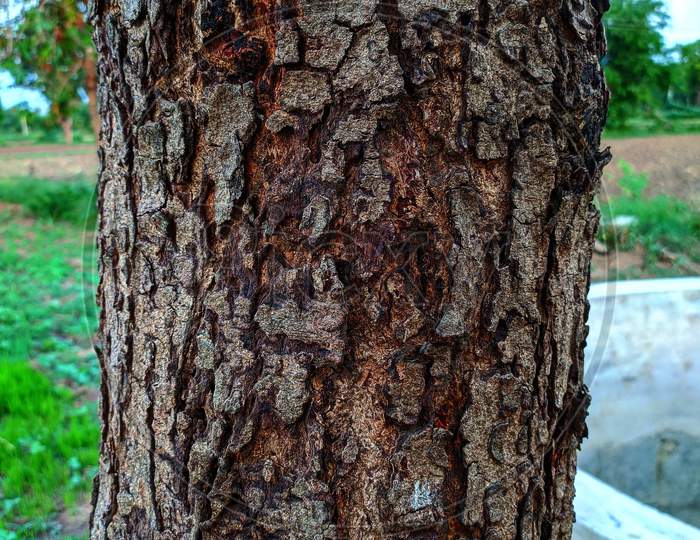 Tree wood