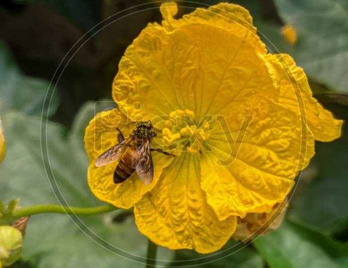 Honey bee on beautiful flower.