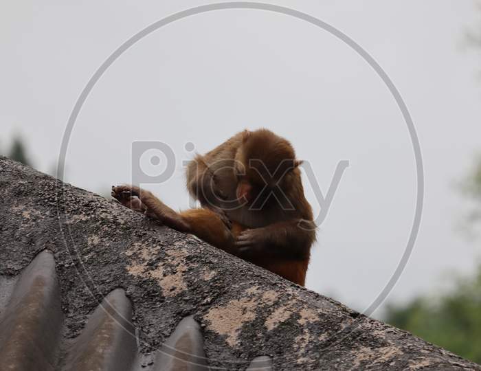 relaxing monkey