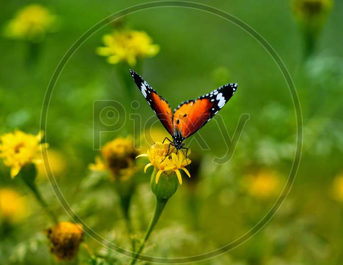 Butterfly on yellow flower