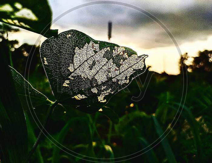 Detailed leaf veins photo