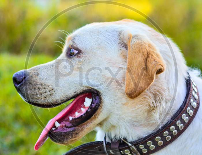 Close Up Picture Of Funny Happy Mixed Breed Black And Brown Dog With Open Mouth With White Teeth, Looking Up, Ear Flying, Blurry Grass Background, Sunny Summer Day