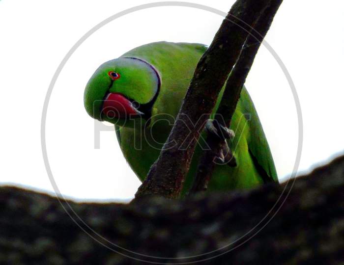 Parrot Sitting On Branch