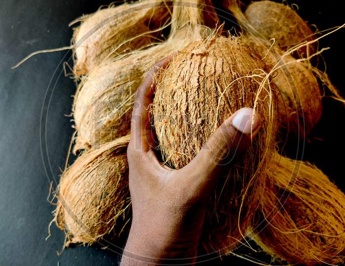 Human Hand Holding One Unpeeled Coconut. Isolated On Black Background