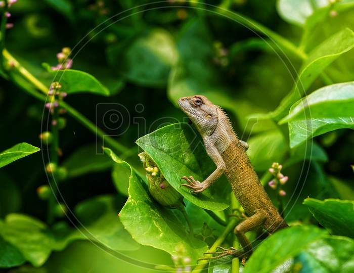 Lizard on green leaves