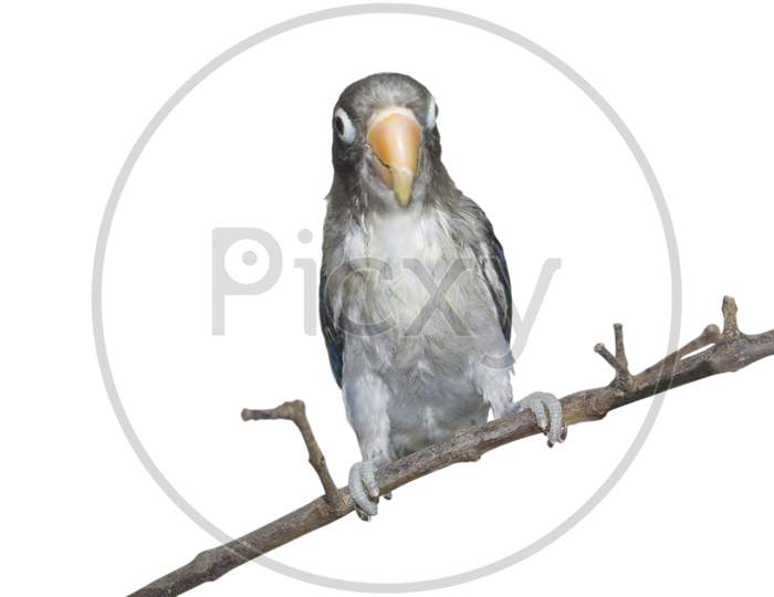The Black-Cheeked Lovebird (Agapornis Nigrigenis) Sitting On A Branch With Isolated Background