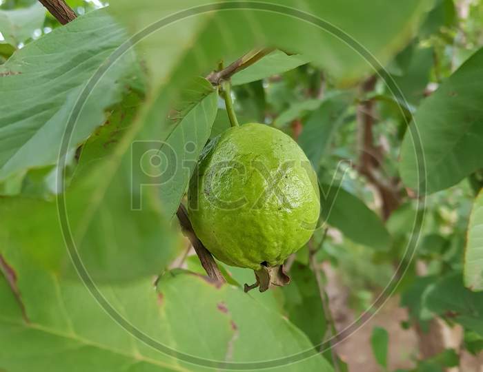 Green guava with closeup photography