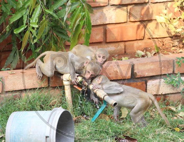 Monkeys drinking water