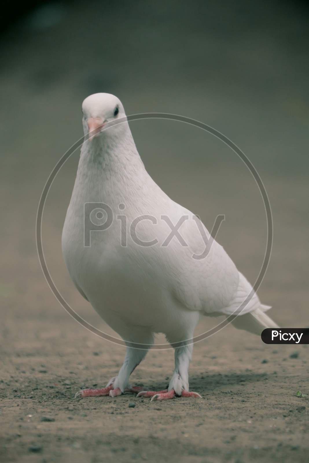 Pigeons,  doves , wildlife