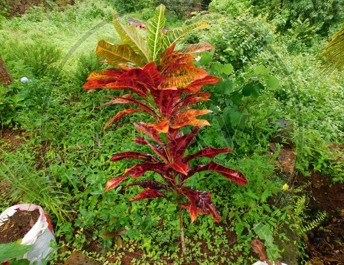 A beautiful plant with colorful leaves inside the plantation