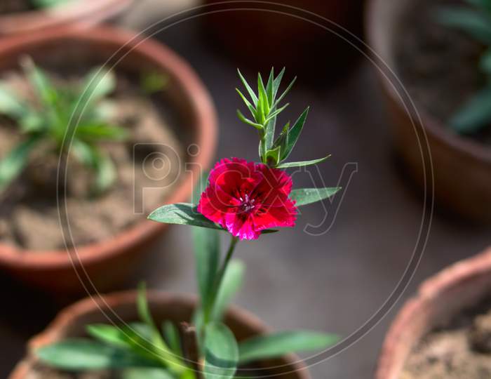 Tiny little red flower