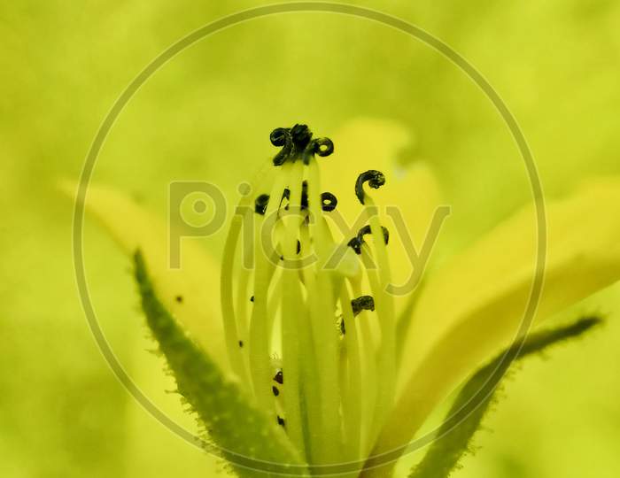 Yellow flower's Macro photography