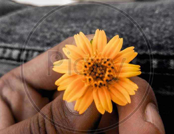 Flower in hand