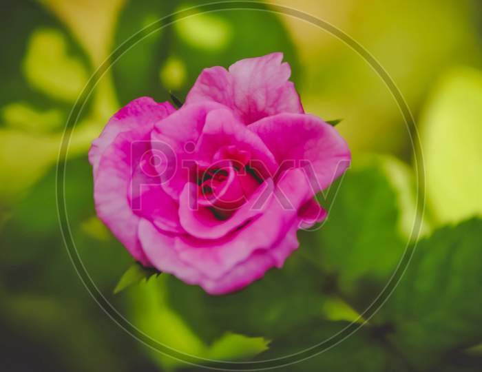 Pink rose macro photo