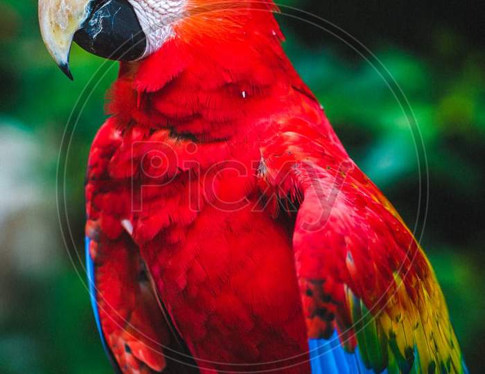 colourful Parrot