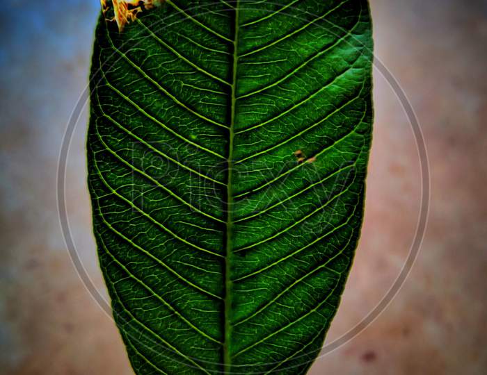 A leaf with fire photography in 2020