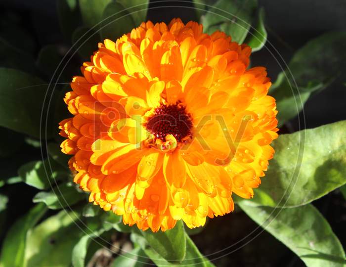 Flower, marigold photo