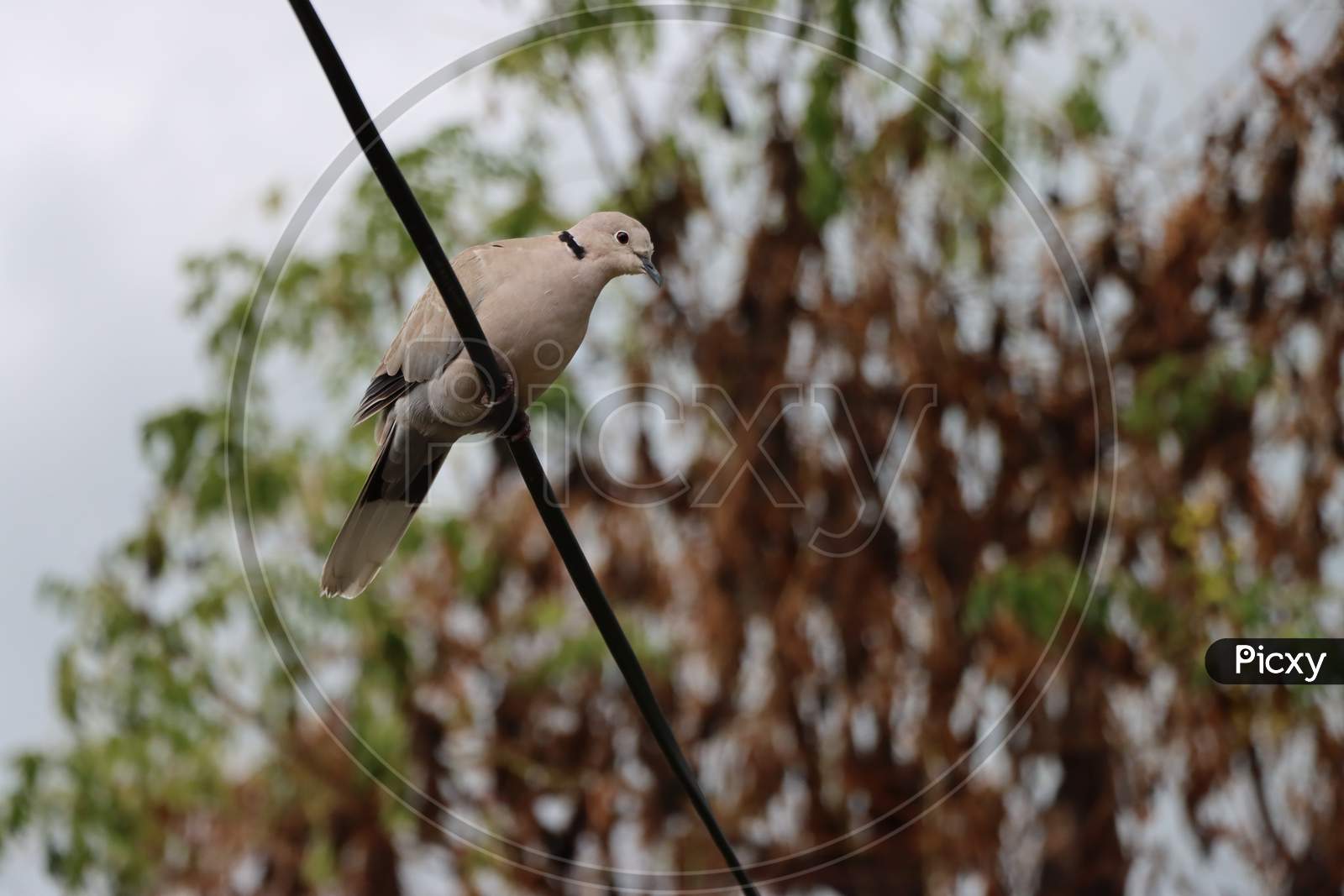 dove bird sitting on a wire