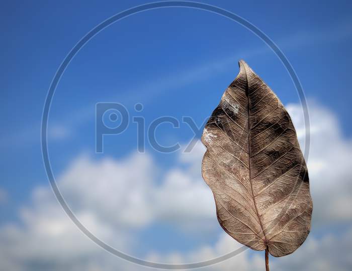 Dry leaf and sky.