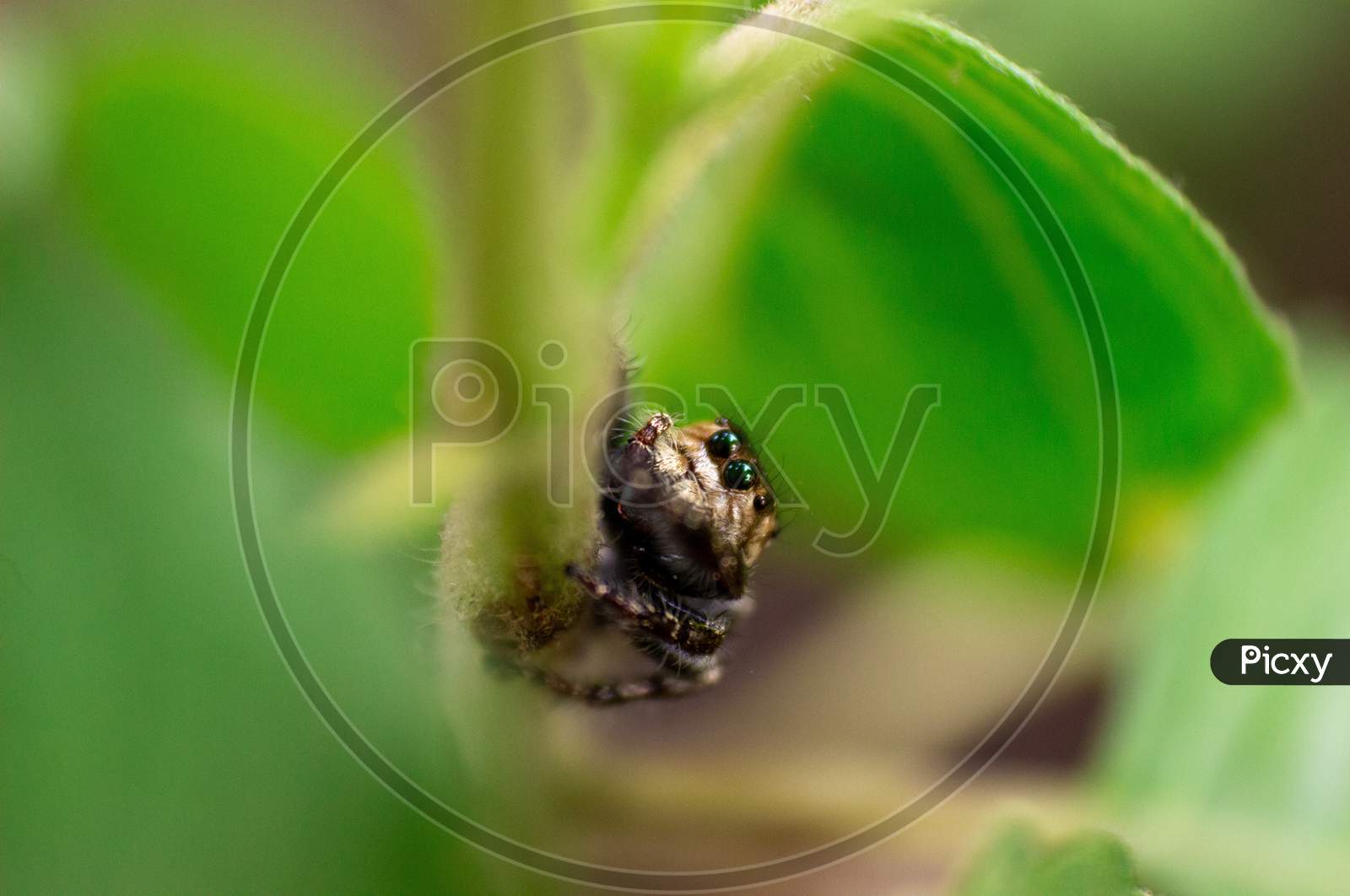Spider Close up