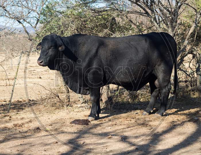 Black Bull Brangus In The Argentine Countryside