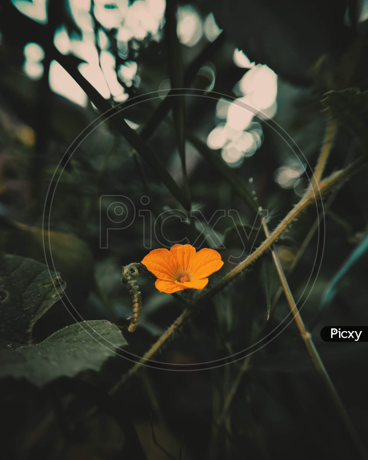 A yellow flower with bokeh background