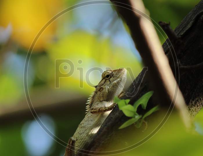A Lizard on a branch of tree, Wildlife photo
