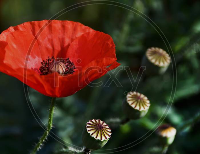 Red Corn Poppy Flower And Seeds With Blur Background In The Spring Season.