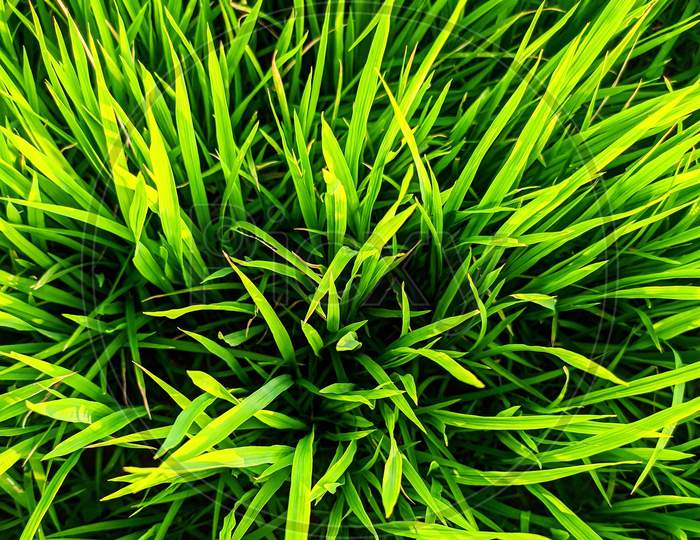 Rice Grass