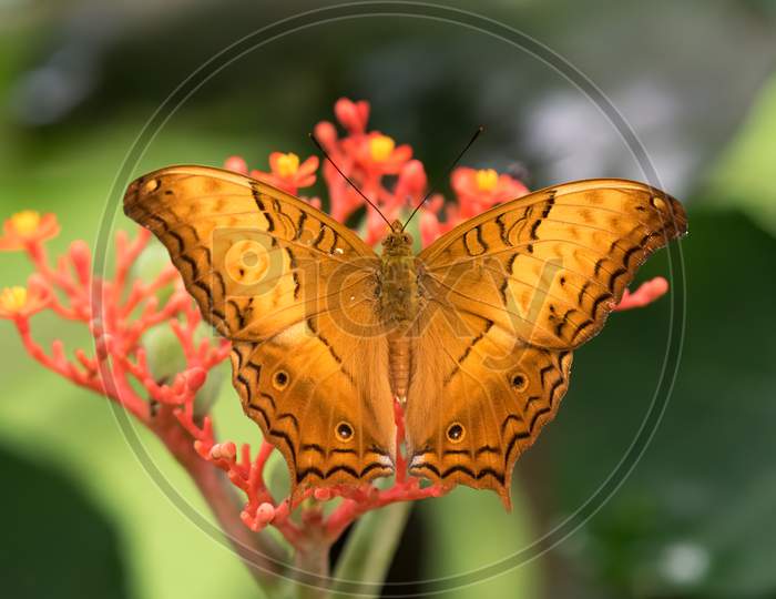 Common Cruiser Butterfly - Wings Spread